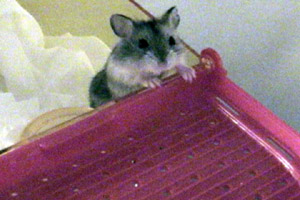 Curious Cosmo Again!