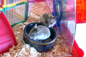 Cosmo and George Exploring Their New Home