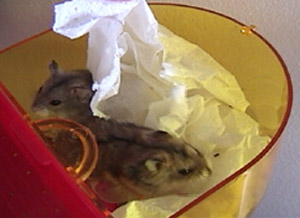 George finally makes it up the tower and joins Cosmo for a power nap...