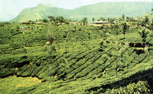 Valpari