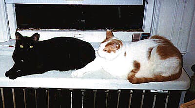 Binky and Sneaker's picture
