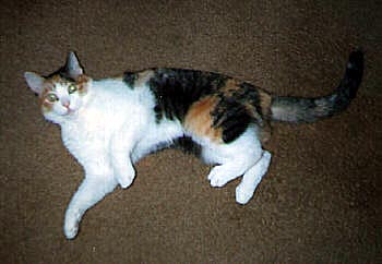 Wild Thing's picture