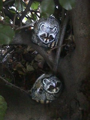 2racoons.jpg (27646 bytes)
