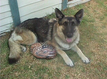 CHSkyeLiteFawn.jpg (56636 bytes)