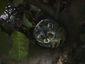 racoonintree.jpg (13655 bytes)