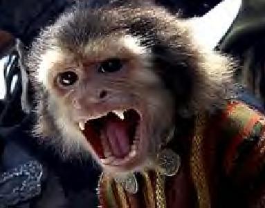 Jack da Monkey