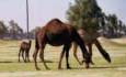 Camel family