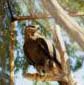 Falcon?
