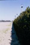 hedge