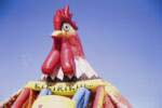 English speaking rooster