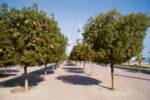 Yes, they have trees in Kuwait