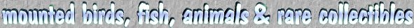 ---===[ RANDY'S TAXIDERMY - MOUNTED BIRDS, FISH, ANIMALS AND RARE COLLECTIBLES]===---