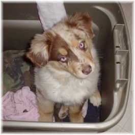 RunAmok Calico Rose aka "Brier" - Daughter of my girl "Shady" and RunAmok Farm's Shadrach!