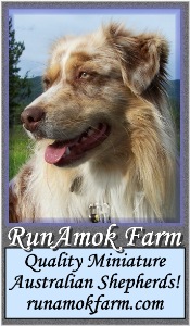 Check out RunAmok Farm's Champion-sired Miniature Australian Shepherd puppies!