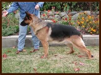 Rangemaster's Strong Hart ~ Click to read his tribute...