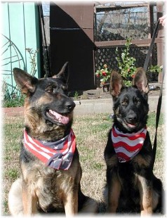 Sound in body and temperament, our dogs are not only gorgeous but reliable as well. 