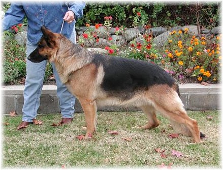 This was one of the finest males I have ever owned... He was truly fabulous!