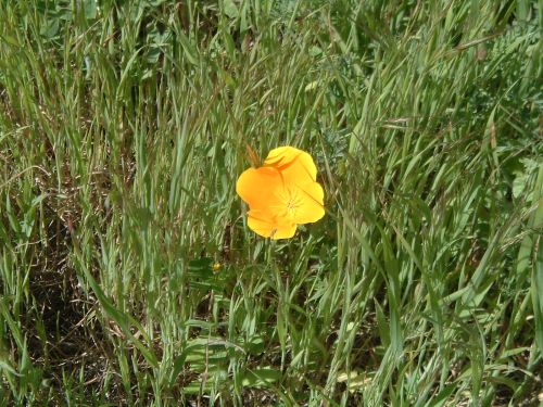 Flora on the way