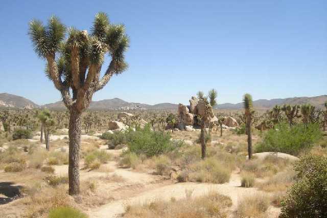 Joshua Tree National park