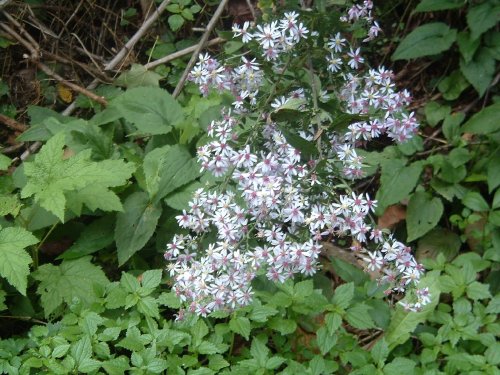 Flowers On Kemsey Creek trail