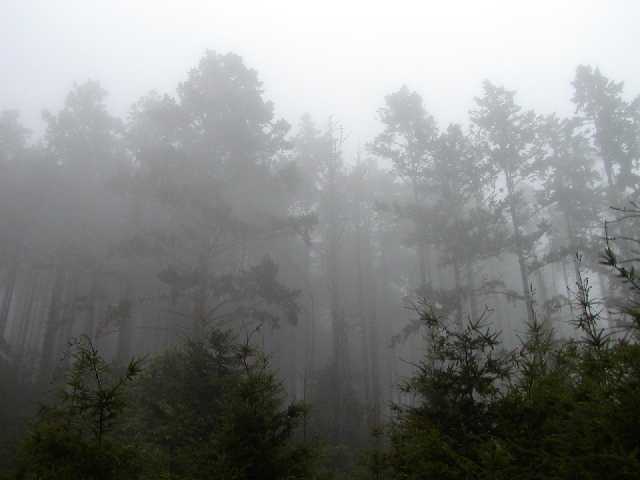 woodward Valley misty afternoon