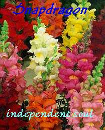 SNAPDRAGON