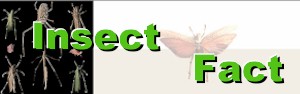 insect