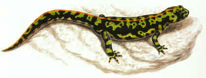 salamander1.jpg (16723 bytes)