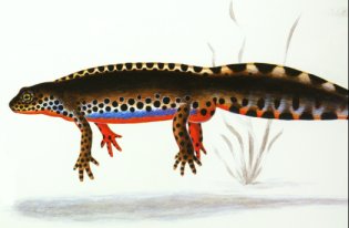 salamander2.jpg (12286 bytes)