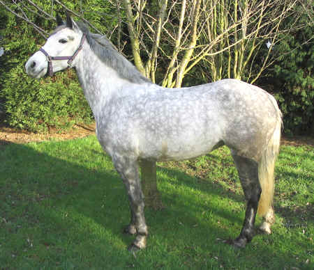 &copy; Horseselect