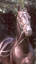 &copy; Superior Equine Sires