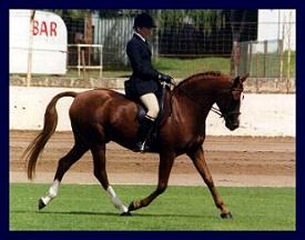 &copy; Bevanlee Stud