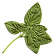 basil leaves