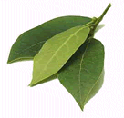 bay leaves