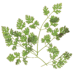 chervil