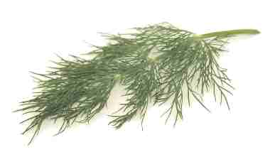 dill
