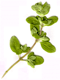 marjoram