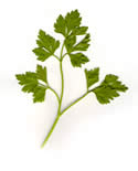 parsley