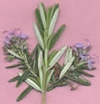 rosemary