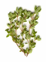 thyme