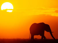 Elephant Stew