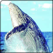 Alaska Whale Stew