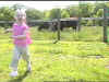 cow.jpg (23515 bytes)