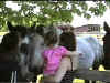 horse.jpg (20344 bytes)