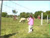 sheep.jpg (18581 bytes)