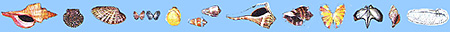 shell