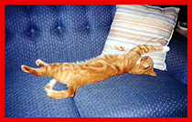 Garfield Pix