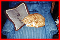 Garfield Pix