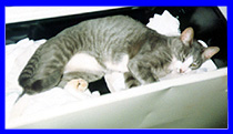 Giovanni Pix