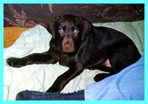 Guinevere Pix
